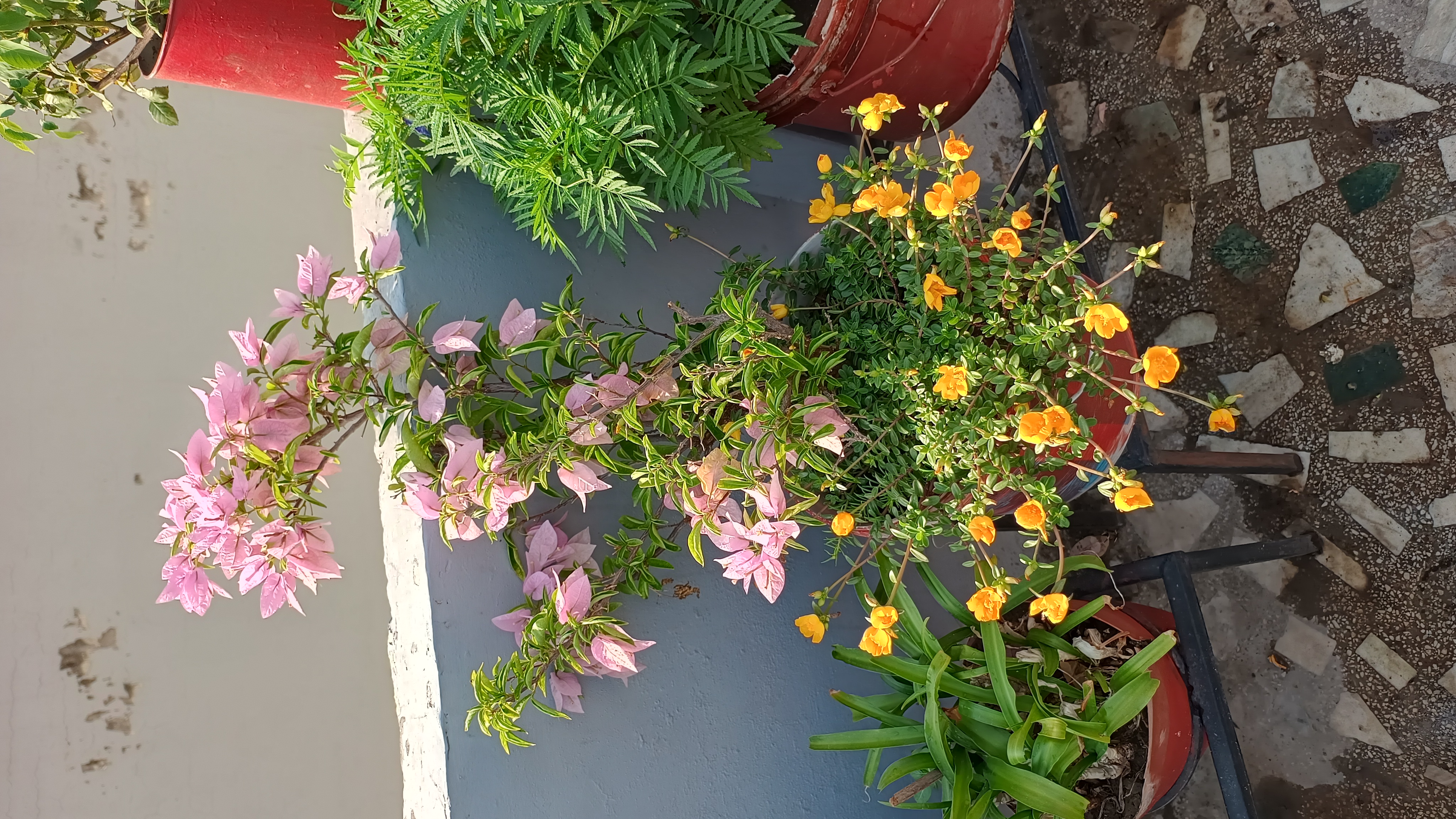 IMG_20250425_081218890_HDR