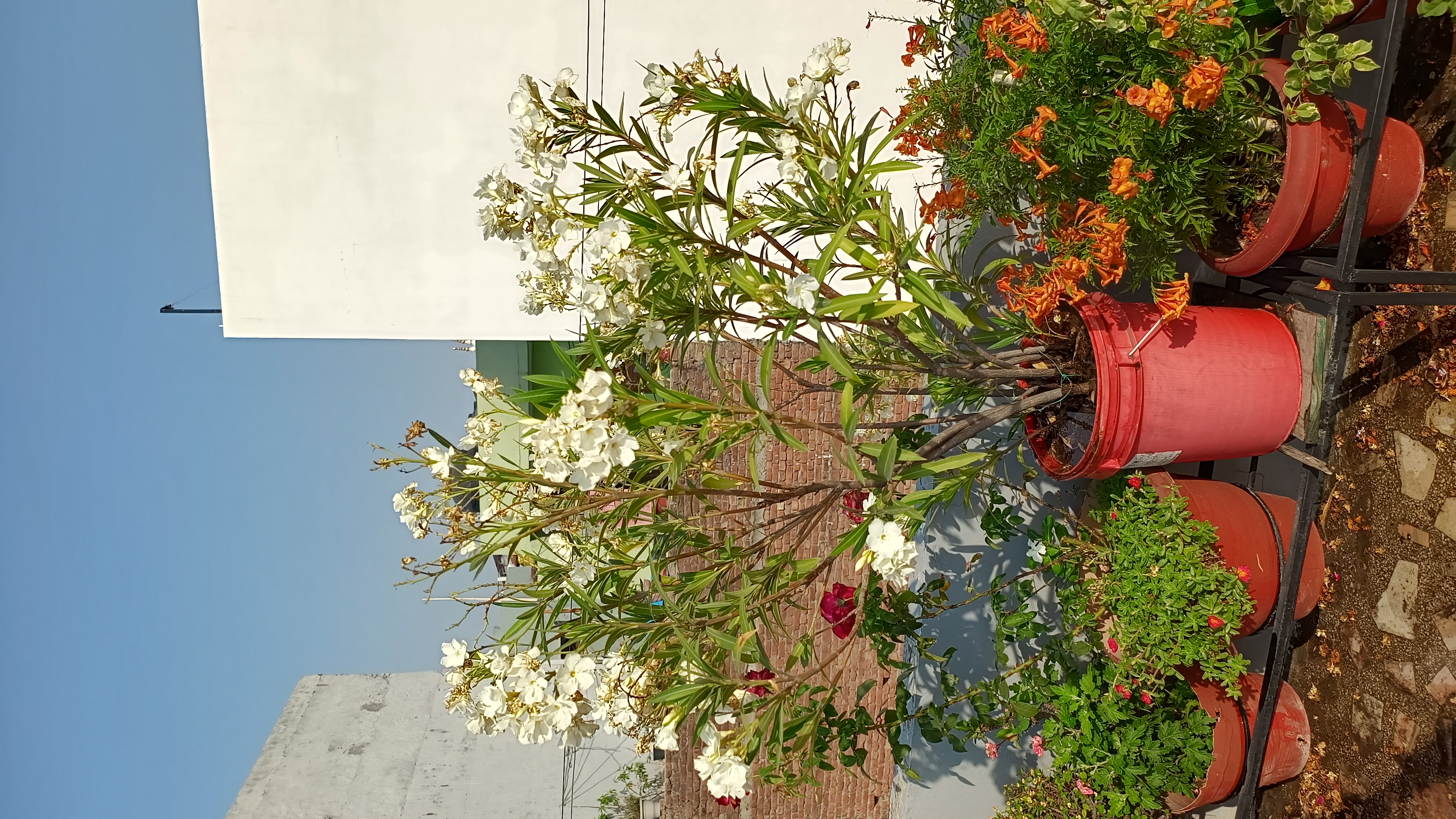 IMG_20250425_081408636_HDR